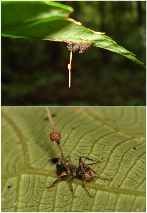 Ants infected with late stage O. unilateralis infection. (Image: David Hughes/PLOS ONE)
